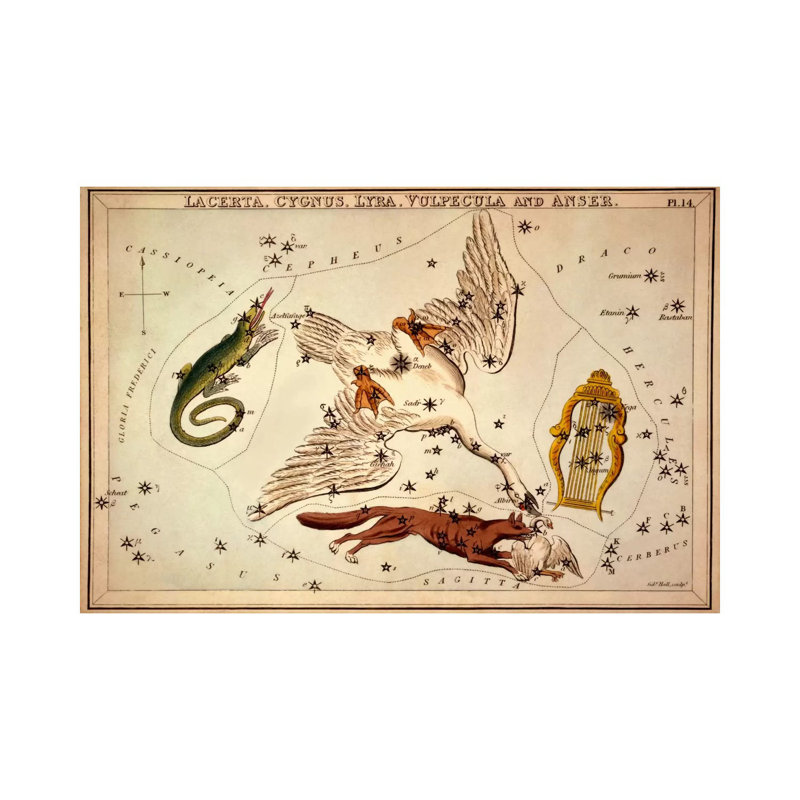 Lacerta, Cygnus, Lyra, Vulpecula And Anser by Sidney Hall - Wrapped Canvas Print, 101.6 cm H x 66.04 cm W x 1.91 cm D