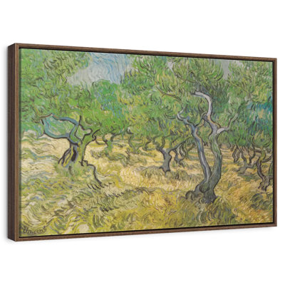 Olive Grove