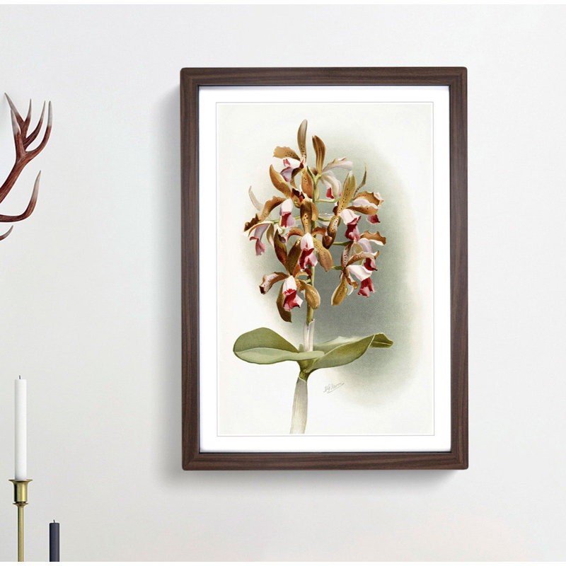 Magnolia Flowers Illustration Tab.77 by Frederick Sander - Picture Frame Art Print, Walnut, 76cm H x 50cm W x 2cm D