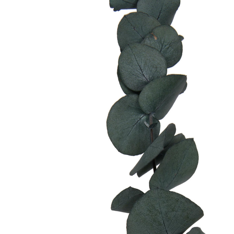 0.25'' Plant