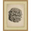 Sepia Sealife 9 Framed Drawing Print