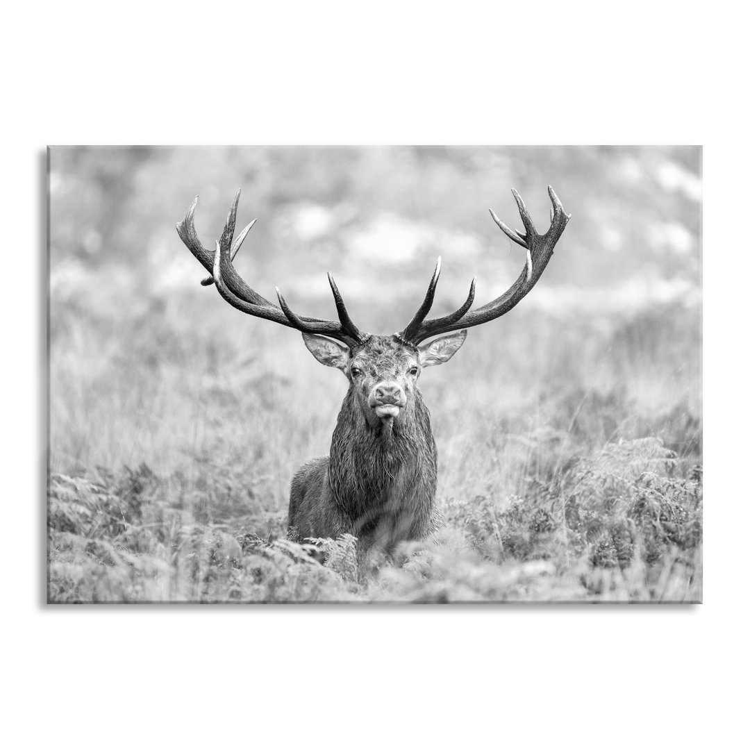 Glasbild Großer Hirsch im Feld