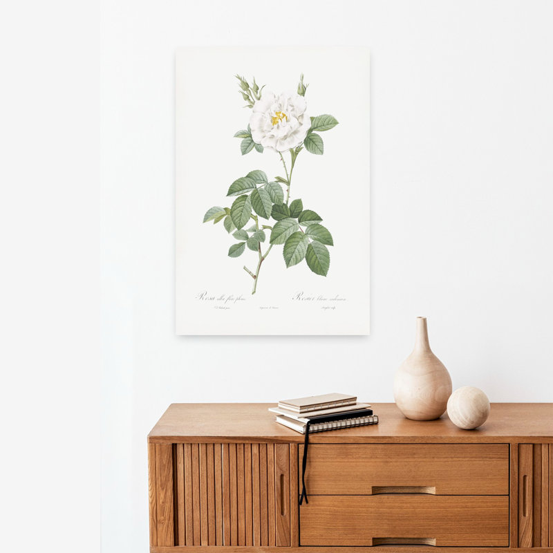 Rosa Alba Flore Pleno, art floral rétro rétro, paysage mural, H 24 po x l 16 po