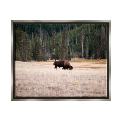 " Bison Grazing Rural Country Landscape "