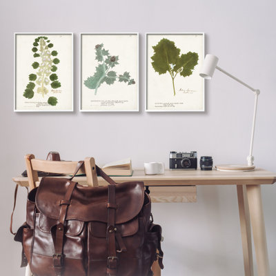 «Botanical Latine Study détaillée Wild Plant Leaves» par World Art Group - ensemble de 3 impressions sur toile flottante