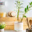 Ceramic Pot Planter-63880904-63880910