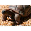 Statue de jardin tortue
