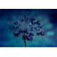 Grap Siscle 1 Piece Wrapped Canvas Wall Art-459132354