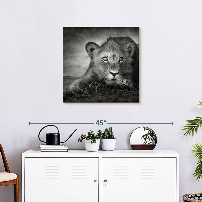 Jeune tête de lion Brampt