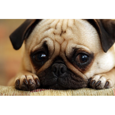 " Sad Pug Puppy " by Iculizard