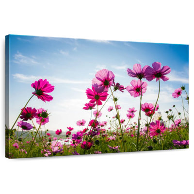Harnek Wild Cosmos Flowers