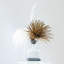 Pampas Handmade Decorative Bottles