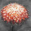 Abstract Dahlia Flower Print | Contemporary Floral Decor