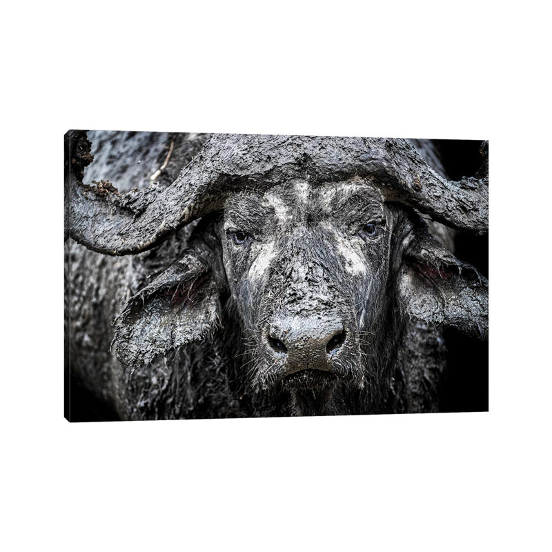 Closeup Muddy Cape Buffalo II 1 Piece Wall Art on Canvas, 45.72cm H x 66.04cm W x 1.91cm D, Wrapped Canvas