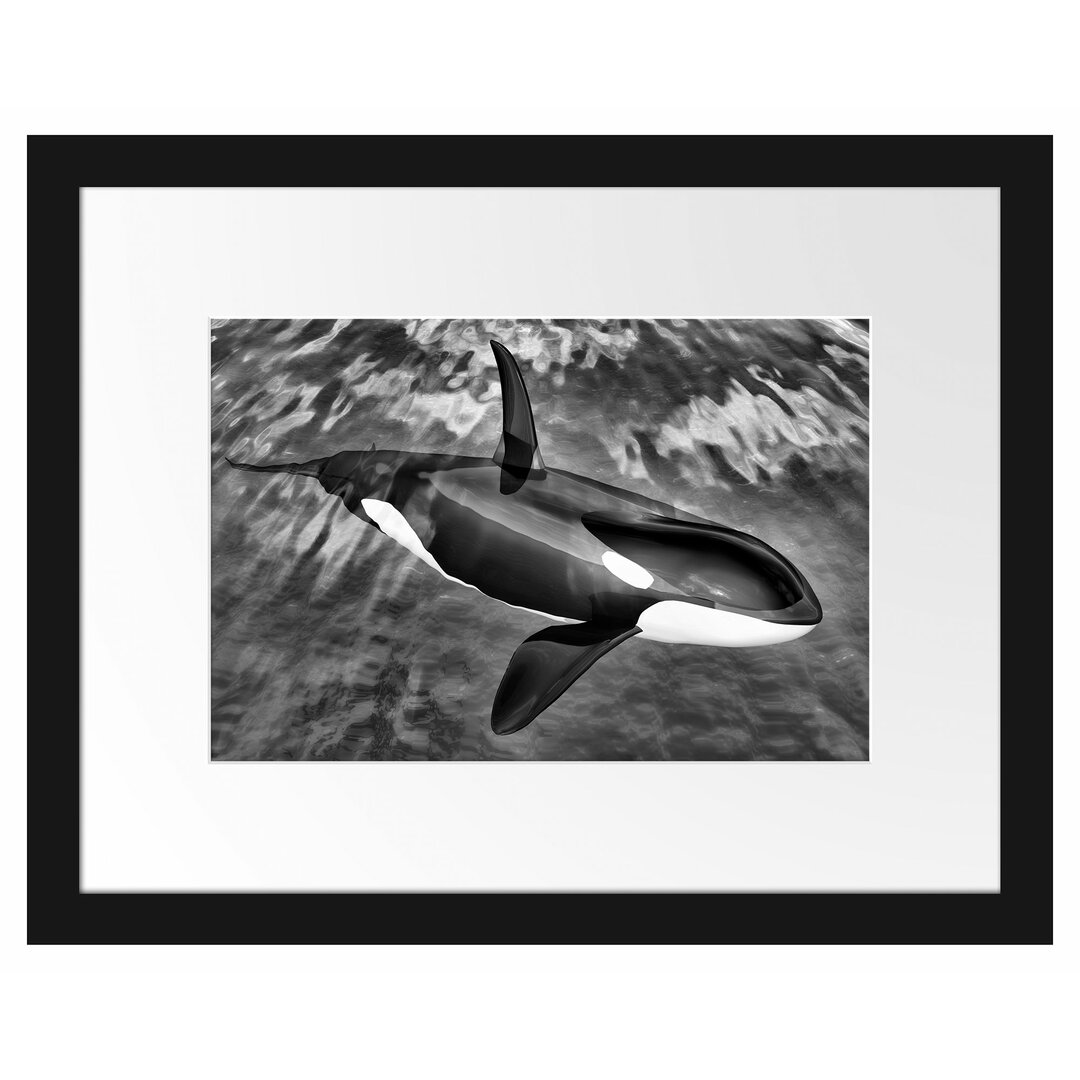 Gerahmtes Poster Orca im blauen Meer