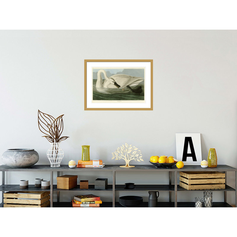 «Trumpeter Swan» par John James Audubon, impression giclée sur cadre, H 21,83 po x l 29,5 po