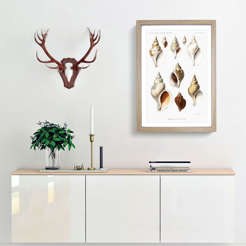 Conch Shells by Albert I - Framed Print, 48cm H x 36cm W x 2cm D, Oak Framed