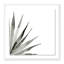 Agave II Print by Jess Engle-48615487-48615491