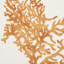 Great Barrier Reef Fabric-59987460