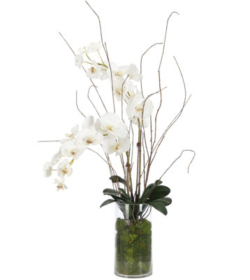 Orchid Phalaenopsis,White,Moss Gardn,Glass Cylindr
