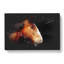 Brown Shire Horse - Wrapped Canvas-56641336