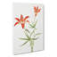 Lily by Mary Vaux Walcott - Wrapped Canvas-61838820