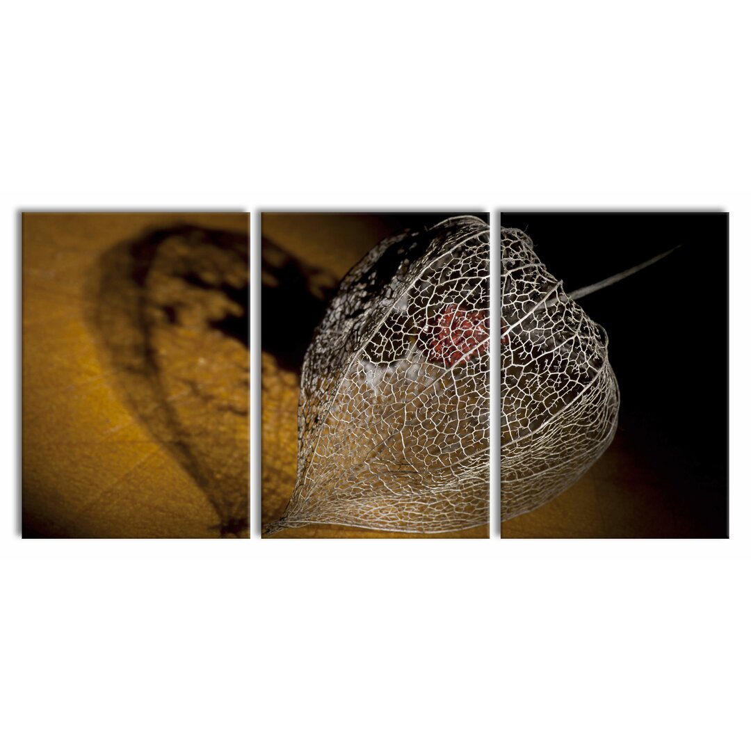 3-tlg. Leinwandbilder-Set Schatten einer Physalis