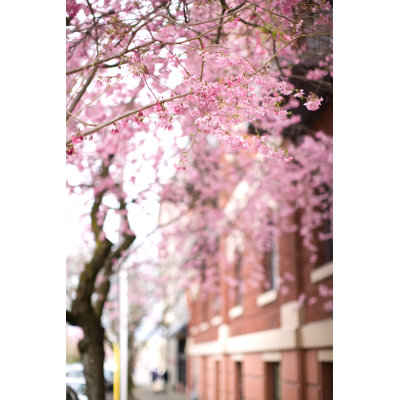 Cherry Blossoms - Wrapped Canvas Print