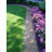 2 in. H x 20 ft. W No Dig Beaded Edging