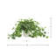 Variegated Ivy in Ribbed Ceramic Vase