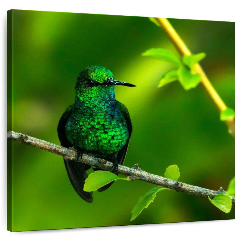 Colibri perché émeraude Brampt
