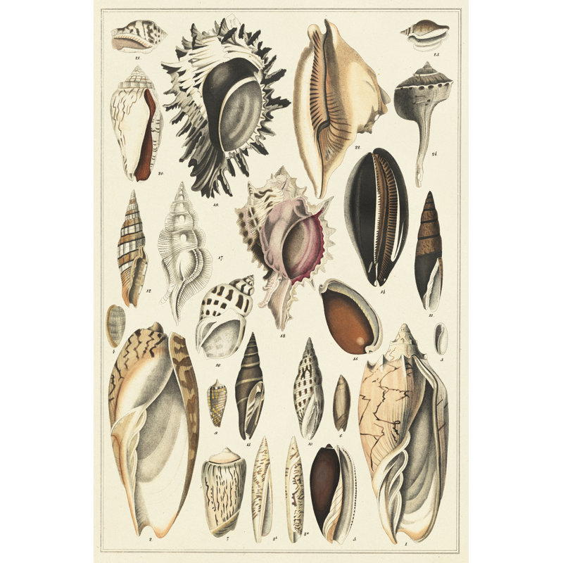 Seashell Display by Oken - Wrapped Canvas Art Print, 46cm H x 30cm W