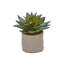 Ensemble de 4 plantes grasses dans un pot de fleurs