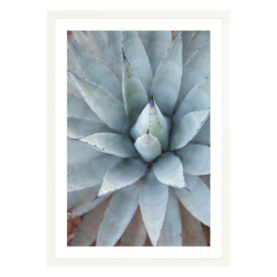 Plants & Flowers Print