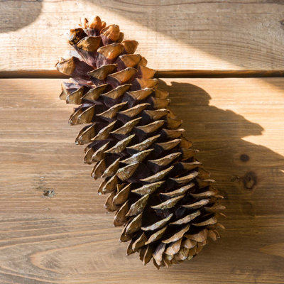 Sugar Pine Cones