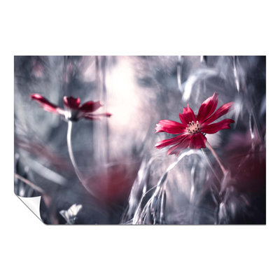 Red Daisy Flower Reflection - No Frame Print