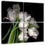 Tulipes Harnek