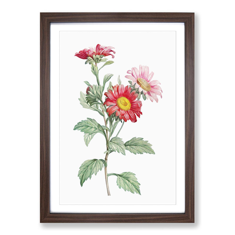 Red Aster Flowers by Pierre-Joseph Redoute - Picture Frame Painting Print, 36cm H x 27cm W x 2cm D, Walnut Framed