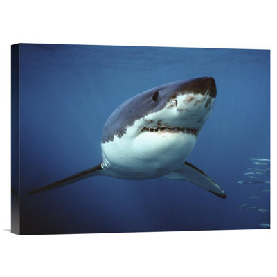 " Great White Shark Swimming Underwater, Neptune Islands, Australia Digitally Enhanced "