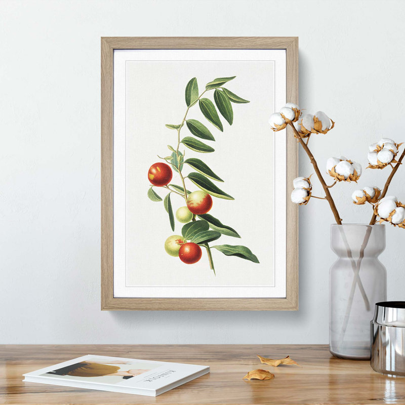 Chinese Jujube Plant by Giorgio Gallesio - Picture Frame Painting Print, 36cm H x 27cm W x 2cm D, Oak Framed