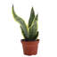 Live Variegated Snake Plant Set