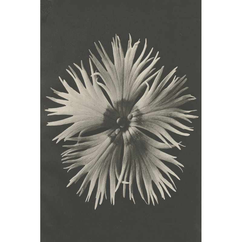 Blossfeldt Flower IV by Karl Blossfeldt - Wrapped Canvas Photograph Print, 91 cm H x 61 cm W, Black Floater Framed
