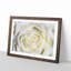 Crisp White Rose - Picture Frame Graphic Art Print-56708855-56708857