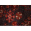 Tapis traditionnel 5 x 8