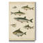 Reproduction d’art sur toile tendue « ichthyology IV »-1013694618