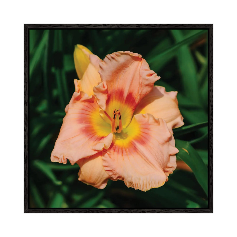 Daylily Garden X by Bethany Young - Print on Canvas, 66.04cm H x 66.04cm W x 3.81cm D, Black Framed