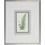 Fern8 Print