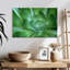 Succulant simple Harnek-108697671