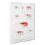 Selection Of Shrimp by Albert I - Wrapped Canvas-55318204