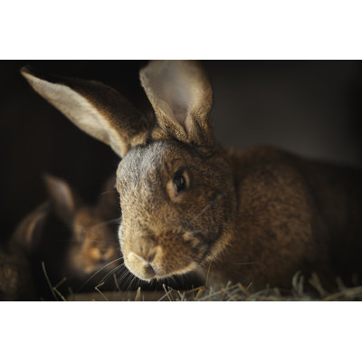 Rabbits Family in Barn by Magdasmith